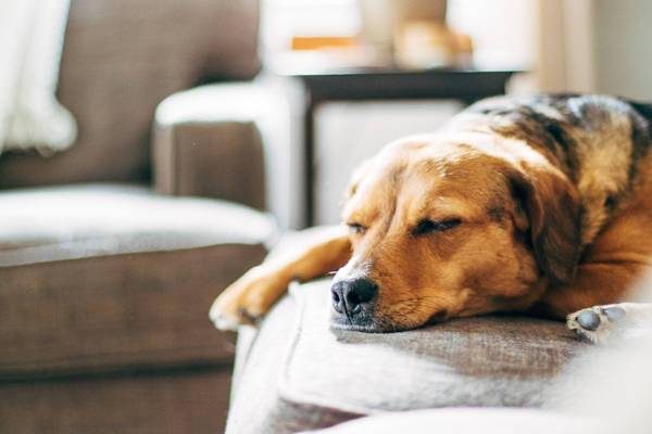 Dog sleeping on a couch.