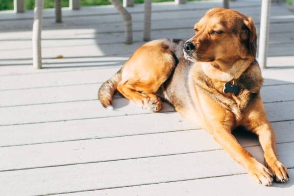 Dog laying outside in the sun.